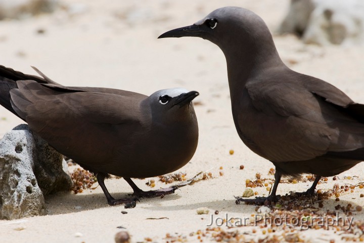 Lord Howe Island_20061209_117.jpg